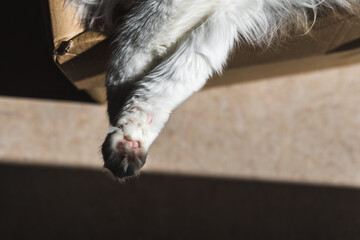 Fototapeta na wymiar Cat paws on cardboard box in sunlight
