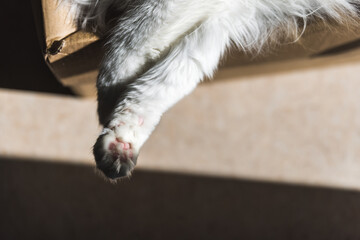Fototapeta na wymiar Cat paws on cardboard box in sunlight