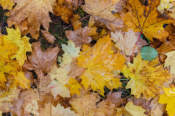 Naklejka na ściany i meble Autumn maple leaves on the ground in the forest 