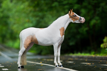 Small white in spots horse standing on the road in summer. American Miniature horse mare posing...