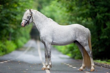 White horse standing on the road in summer. Welsh cob pony posing outdoors on green background.