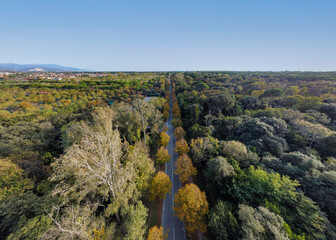 Viareggio, Toscana : veduta aerea del viale dei Tigli, della pineta di levante e della città - obrazy, fototapety, plakaty