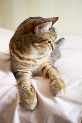 Profile of a domestic tiger cat with green eyes. British tiger cat close-up