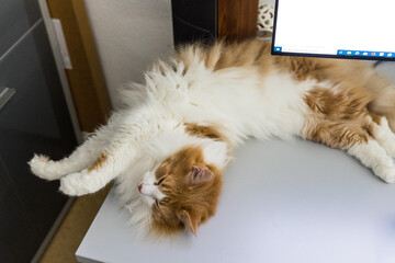 Streched orange-white cat lying on a desk under a computer screen.