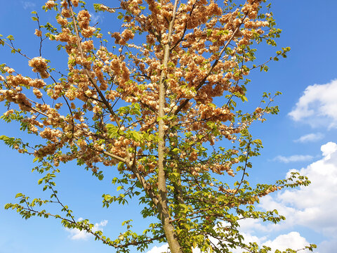 Ulmus minor or Elm trees against the blue sky.