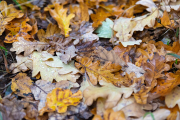 Yellow oak leaves in the forest. Lots of oak leaves with water droplets after rain.