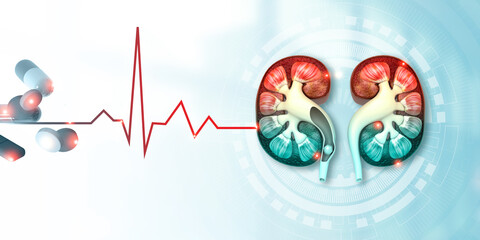 Cross section of human kidney on medical background. 3d illustration.