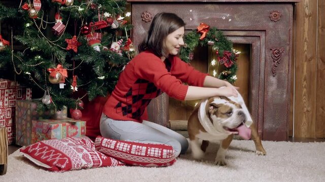 Charming girl dresses a white scarf on a cute funny bulldog. Christmas. New Year. The concept of advertising. suitable for christmas promotion