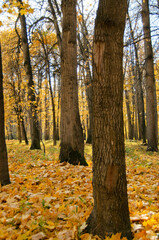 Trees with bright yellow leaves in the city park. Autumn forest. Yellow beautiful autumn in the forest