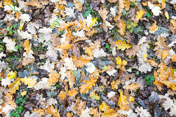 Yellow oak leaves in the forest. Lots of oak leaves with water droplets after rain.