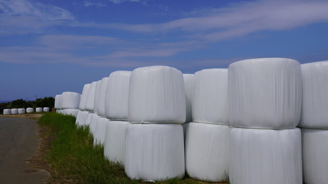 サトウキビ畑 の画像 249 件の Stock 写真 ベクターおよびビデオ Adobe Stock