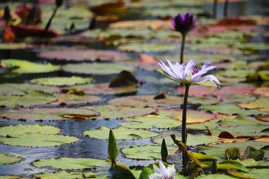 lilies in the pond
