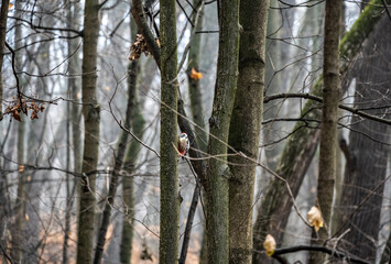 woodpecker on a tree looking for food under the bark on a cloudy autumn day