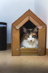 Orange-white-black female cat sitting in cardboard house.