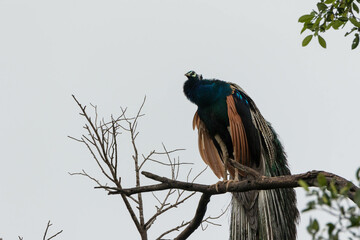 A peacock sitting on a branch