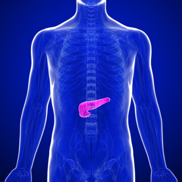 The pancreas is an organ of the digestive system and endocrine system of vertebrates. In humans, it is located in the abdomen behind the stomach and functions as a gland.	
