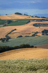 Obraz premium Strada Vencareto, Stacciola. Pesaro e Urbino. Paesaggio agricolo collinare con campi di grano