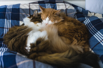Two cats sleeping on a bed with blue-white sheets.