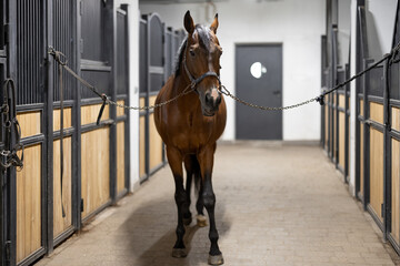 Cropped image of brown Thoroughbred horse in stable. Concept of rural rest and leisure. Green...