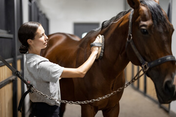 Female horseman combing her brown Thoroughbred horse in stable. Concept of animal care. Rural rest...