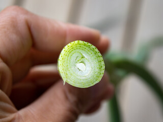 Close-up of cross section of onion feathers in human hand