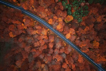 Beautiful autumn road in the forest between yellow-red trees 