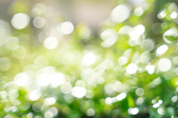 Fototapeta premium Bokeh leaf with sunlight, use for background.