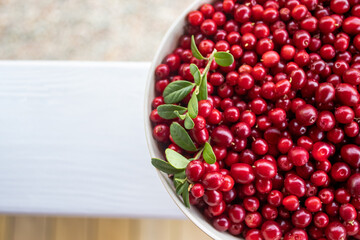 Close-up to freshly picked lingonberries in a bowl