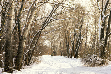 Dirty road in winter park with snow covered trees. Winter landscape