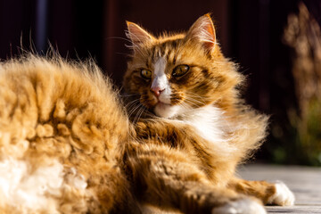 Orange cat lying on wooden planks outside.