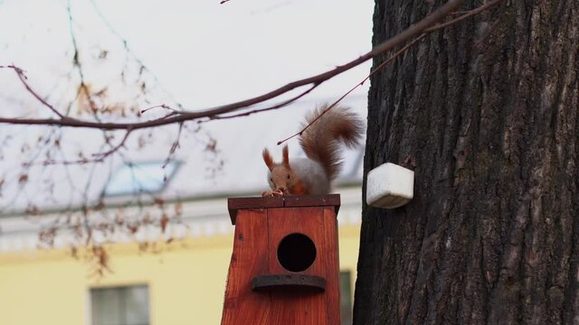 squirrel sitting on bird feeder eating a hazel-nut
