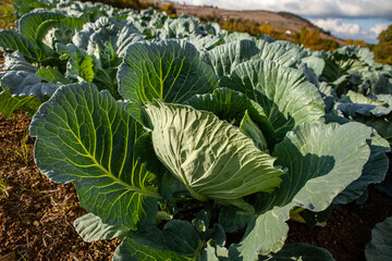 cabbage growing in the garden