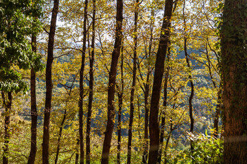 autumn forest in the morning