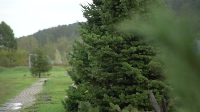 Medium shot of summer spruce in rain with pigeons on out of focus background