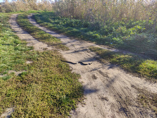 Big black snake on a rural road