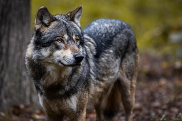 Fototapeta na wymiar Portrait of a gray wolf