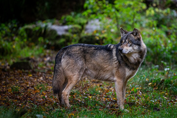 Portrait of a gray wolf