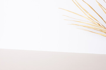 Tropical background with palm leaf on white and grey. Close up, copy space