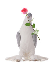 pigeon with a rose on a white background