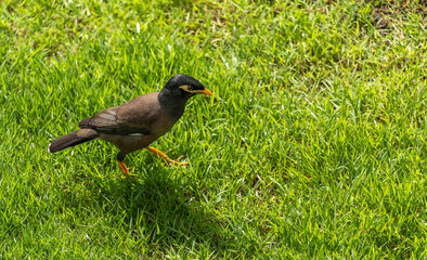 Common Myna or Indian Myna walking on the lawn