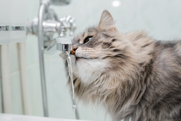 Fur gray cat drinking water from tap in bathroom, close-up. Fluffy cat sniffing water with pink...