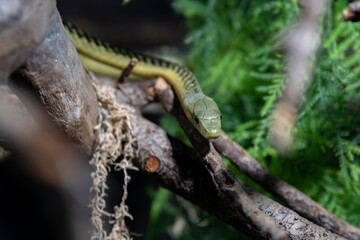 Green mamba view. Mamba is one of the most dangerous snake in the world.