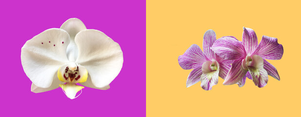 Isolated vanda or hybrid orchid flower with clipping paths.