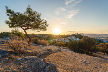 Sunset landscapes with a tree on the land against Athens city skyline