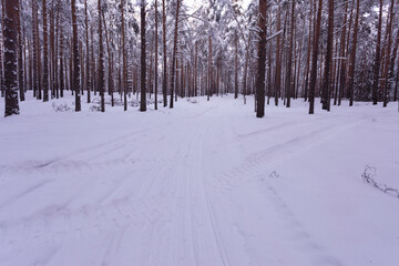 Fototapeta na wymiar Ski road in a pine forest.