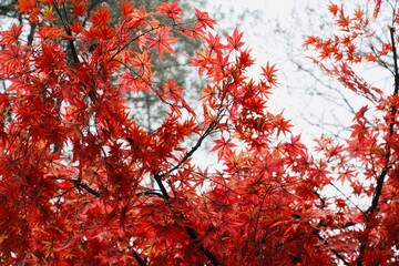 red autumn leaves