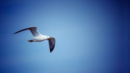 seagull in the sky