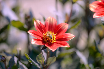 bee on red and yellow dahlia flower in garden