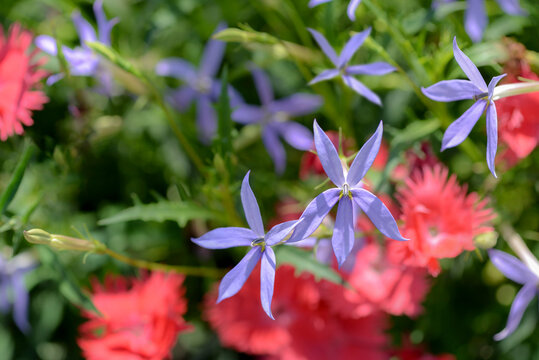 Blue Laurentia Flowers In The Garden