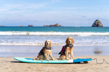 外浦海岸／ゴールデンレトニエル